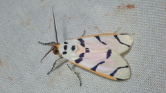 Aphyle margaritaceus
