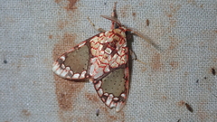 Azatrephes paradisea