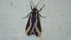 Euplesia sphingidea