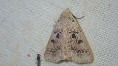 Herminodes atrosignata