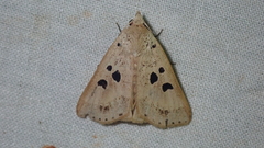 Herminodes subclara