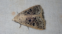 Herminodes tessellata