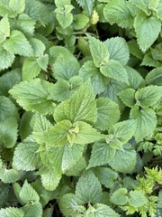 Lamium album
