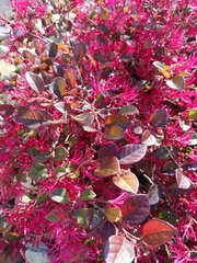 Loropetalum