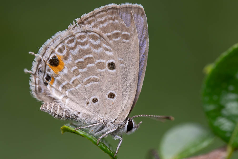 Luthrodes