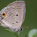 Plains Cupid - Photo (c) Fran Wiesner, some rights reserved (CC BY-NC-ND), uploaded by Fran Wiesner