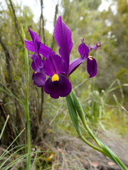 Iris filifolia