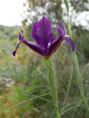 Iris filifolia