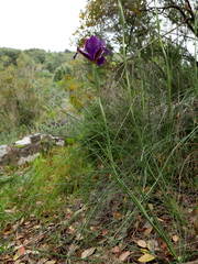 Iris filifolia