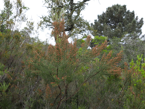 Avistamiento Erica arborea