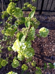Viburnum macrocephalum