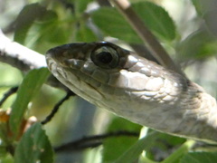 Dispholidus typus typus