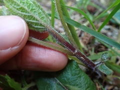 Stachydeae