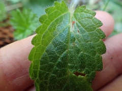 Stachydeae