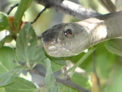 Dispholidus typus typus