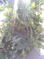 Brasiliopuntia brasiliensis