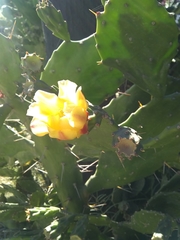 Brasiliopuntia brasiliensis
