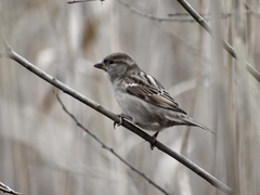 Passer domesticus