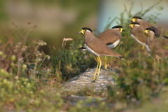 Vanellus malabaricus