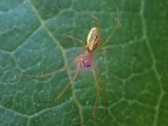 Microlinyphia dana
