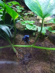 Dendrobates