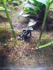Dendrobates