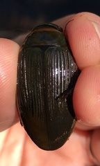 Dytiscus cordieri