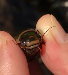 Dytiscus cordieri