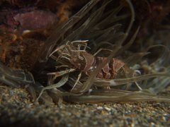 Periclimenes amethysteus