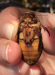 Dytiscus cordieri