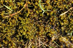 Scorpidium revolvens