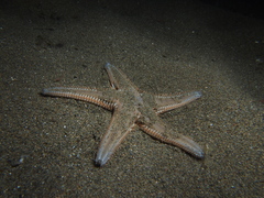 Astropecten platyacanthus