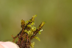 Scorpidium revolvens