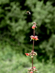 Scrophularia sambucifolia