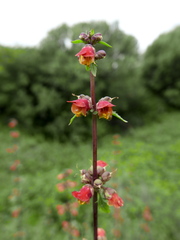 Scrophularia sambucifolia