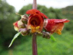 Scrophularia sambucifolia