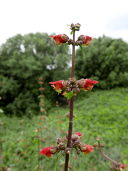 Scrophularia sambucifolia