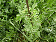 Scrophularia sambucifolia