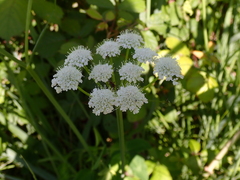 Oenanthe pimpinelloides