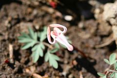 Dicentra uniflora