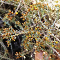 Helichrysum asperum asperum