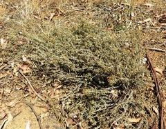 Helichrysum asperum asperum