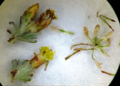 Helichrysum asperum asperum