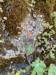 Delphinium nudicaule