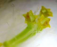 Helichrysum asperum asperum