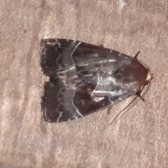 Hampsonodes