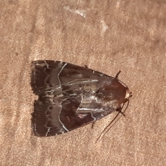 Hampsonodes