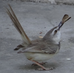 Prinia flavicans