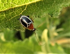 Phyllodromica marginata