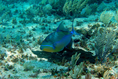 Balistes vetula